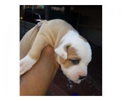 3 x Pitbull puppies for sale (pure breed American pitbulls)