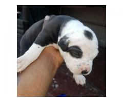 3 x Pitbull puppies for sale (pure breed American pitbulls)