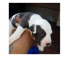 3 x Pitbull puppies for sale (pure breed American pitbulls)