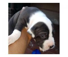 3 x Pitbull puppies for sale (pure breed American pitbulls)