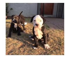 Beautiful black and white pit bull puppies for sale