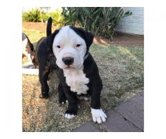 Beautiful black and white pit bull puppies for sale