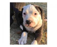 Beautiful black and white pit bull puppies for sale