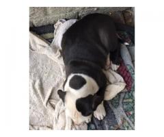 Beautiful black and white pit bull puppies for sale