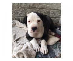 Beautiful black and white pit bull puppies for sale