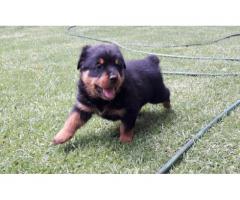 4 x Rottweiler Puppies for sale