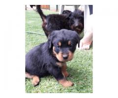 4 x Rottweiler Puppies for sale