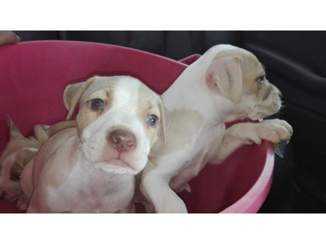 Pitbull puppies for sale Rocky Carver Bloodline Johannesburg South PUPPIES FOR SALE