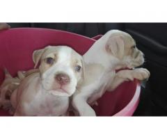 Pitbull puppies for sale – Rocky Carver Bloodline