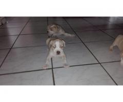 Pitbull puppies for sale – Rocky Carver Bloodline