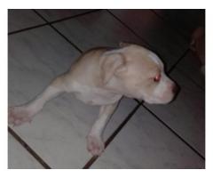 Pitbull puppies for sale – Rocky Carver Bloodline