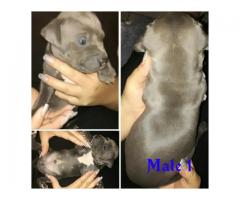 5 Blue and White SADBA Registered Pitbull puppies for sale