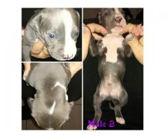 5 Blue and White SADBA Registered Pitbull puppies for sale