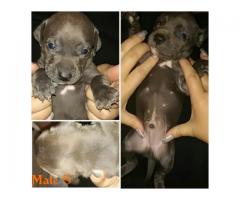 5 Blue and White SADBA Registered Pitbull puppies for sale