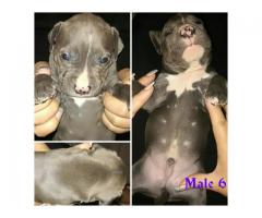 5 Blue and White SADBA Registered Pitbull puppies for sale