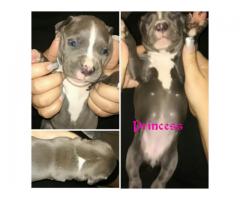 5 Blue and White SADBA Registered Pitbull puppies for sale