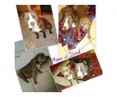 5 Blue and White SADBA Registered Pitbull puppies for sale