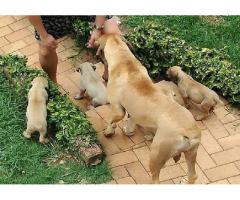 6 x Pure breed Boerboel Pupies for Sale