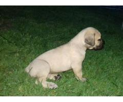 6 x Pure breed Boerboel Pupies for Sale