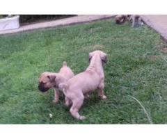 6 x Pure breed Boerboel Pupies for Sale