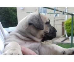 6 x Pure breed Boerboel Pupies for Sale
