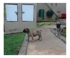 6 x Pure breed Boerboel Pupies for Sale