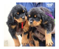 KUSA registered Pottweiler puppies from imported bloodlines for sale