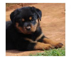 KUSA registered Pottweiler puppies from imported bloodlines for sale