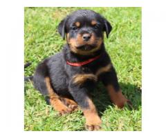 KUSA registered Pottweiler puppies from imported bloodlines for sale