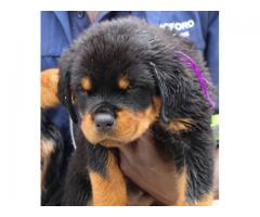 KUSA registered Pottweiler puppies from imported bloodlines for sale