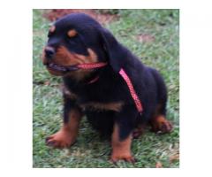 KUSA registered Pottweiler puppies from imported bloodlines for sale