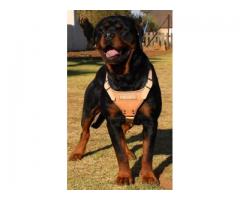 KUSA registered Pottweiler puppies from imported bloodlines for sale