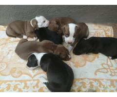 Beautiful Pure breed American Pit bull Terrier for sale