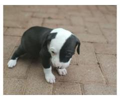 Beautiful Pure breed American Pit bull Terrier for sale