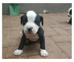 Beautiful Pure breed American Pit bull Terrier for sale