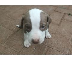 Beautiful Pure breed American Pit bull Terrier for sale