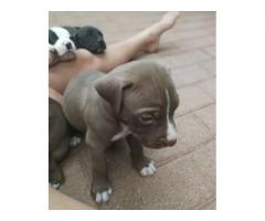 Beautiful Pure breed American Pit bull Terrier for sale