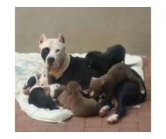 Beautiful Pure breed American Pit bull Terrier for sale