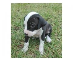 Beautiful Pure breed American Pit bull Terrier for sale