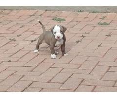 Beautiful Pure breed American Pit bull Terrier for sale