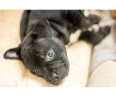 Beautiful Staffie Puppies for sale in Pretoria