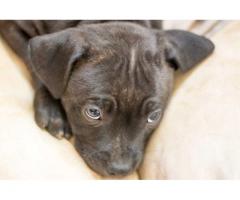 Beautiful Staffie Puppies for sale in Pretoria