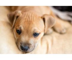 Beautiful Staffie Puppies for sale in Pretoria