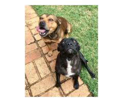 Beautiful Staffie Puppies for sale in Pretoria
