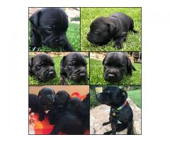 Adorable Staffordshire Bull Terrior Puppies for sale.