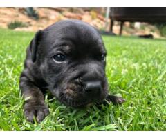 Adorable Staffordshire Bull Terrior Puppies for sale.