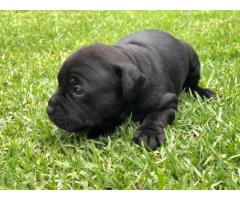 Adorable Staffordshire Bull Terrior Puppies for sale.