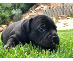 Adorable Staffordshire Bull Terrior Puppies for sale.
