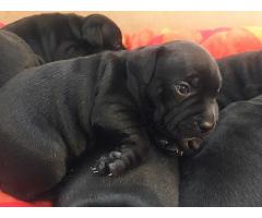 Adorable Staffordshire Bull Terrior Puppies for sale.