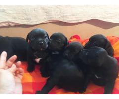 Adorable Staffordshire Bull Terrior Puppies for sale.